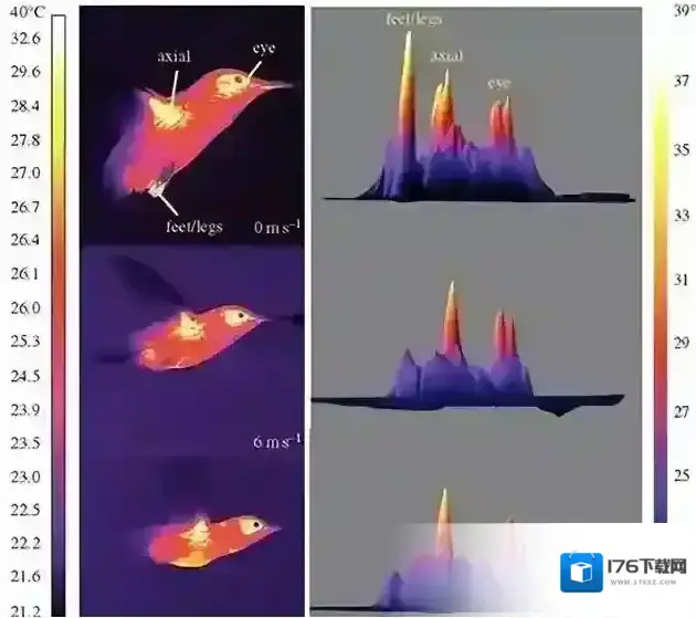 与人类相比鸟类的体温通常会 与人类相比鸟类的体温通常会