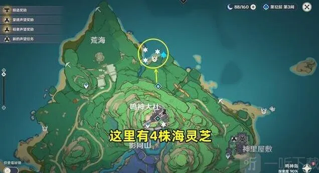 原神海灵芝