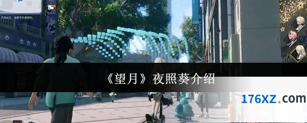 《望月》夜照葵介绍