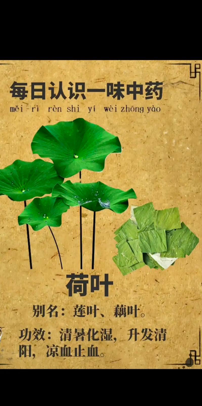 荷叶