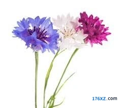 我的花园紫矢车菊养护详解