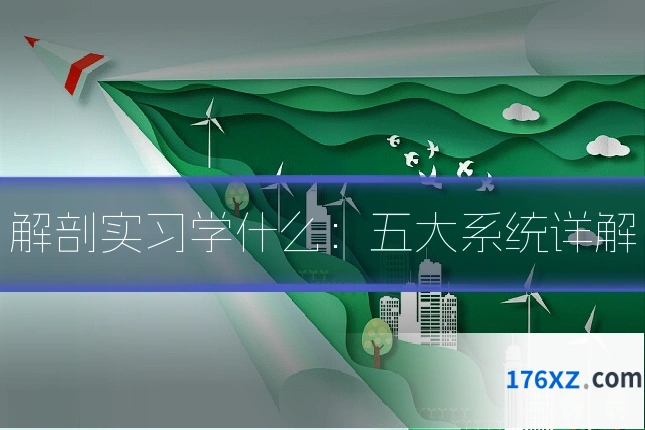 解剖实习学什么：五大系统详解
