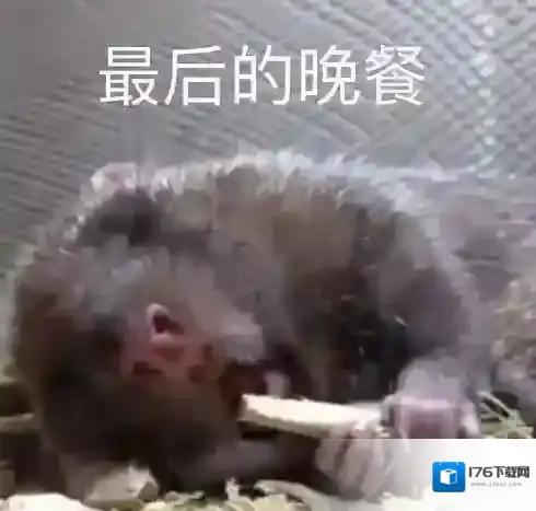 竹鼠活下去好玩吗 竹鼠活下去游戏玩法特色介绍