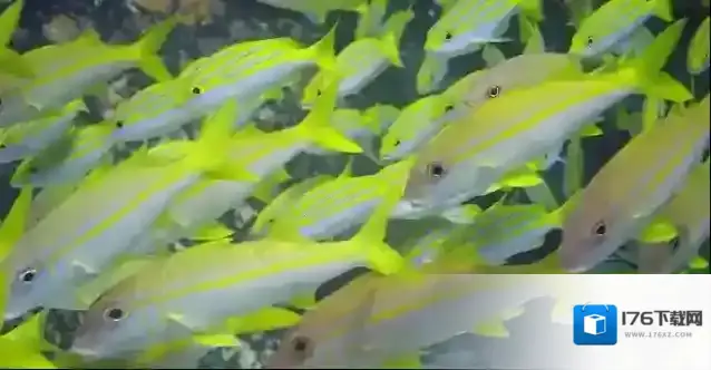 以下哪一项是四线笛鲷的显著特征