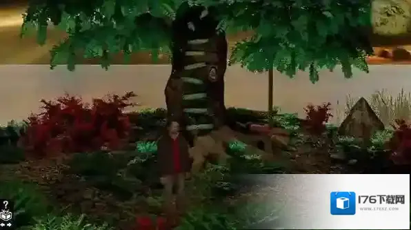 木箱樟Cedar chest