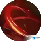 妖神记手游段剑属性介绍 段剑逸事札搭配推荐